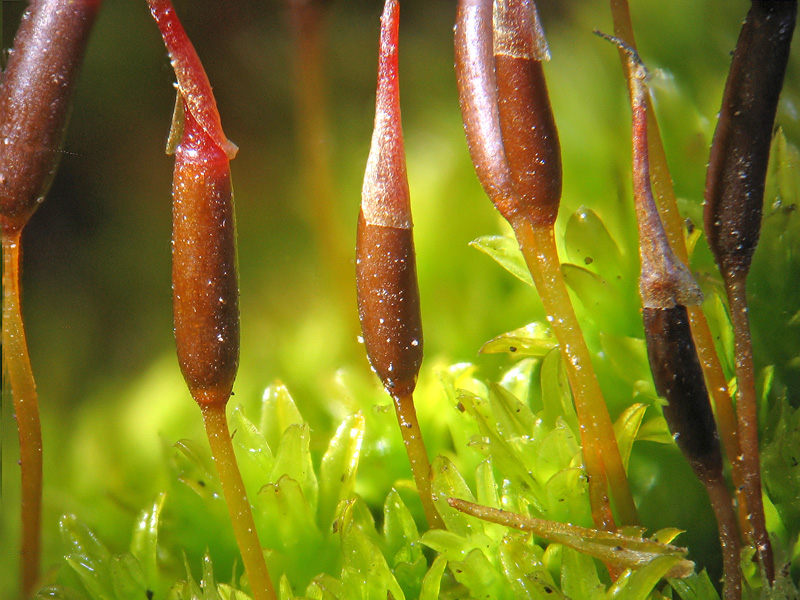 Muschietto... cfr. Barbula unguiculata